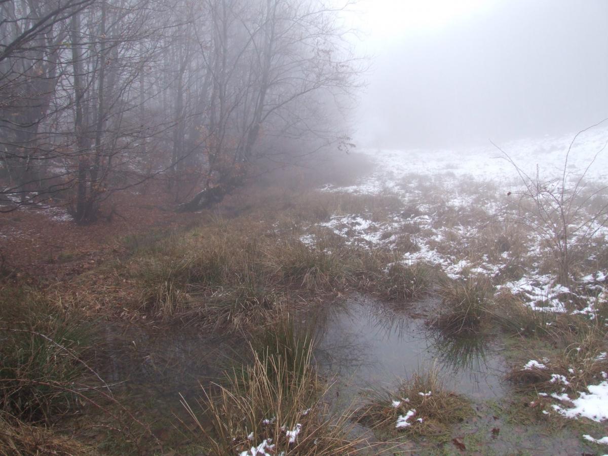 Fig. 13. Revarsarea paraului, cu formarea de bazine acvatice