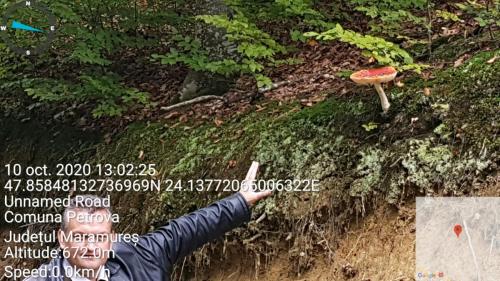 11. Izvorul Tamaduirii --ciuperca p3