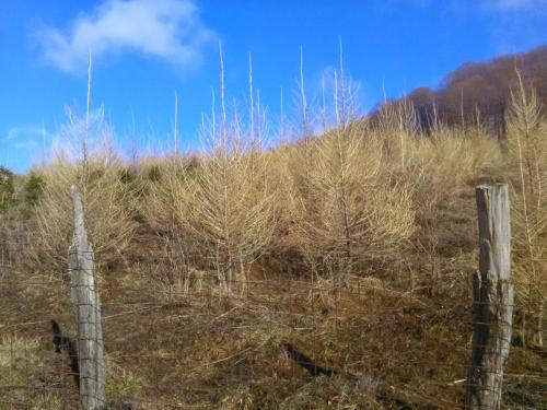 Fig. 31. Coasta Prisacii pepiniera zona nord-vestica