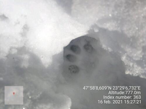 Lynx linx_urmă în zăpadă