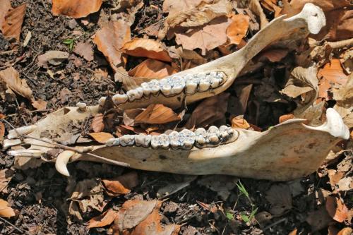 Mandibula de porc mistret - Szakacs Zsolt - Apr2020