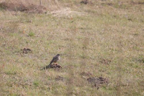 Turdus viscivorus - Szakacs Zsolt - Apr2020