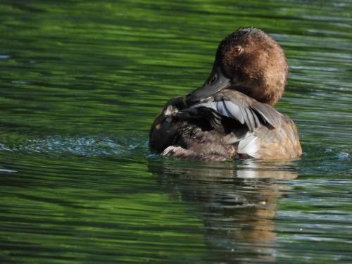 rata cu cap castaniu